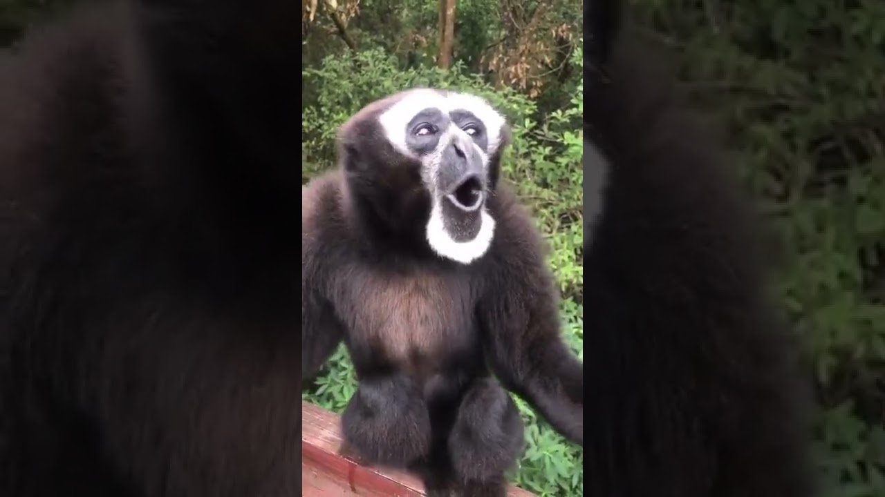 TERIAK SEKENCENG KENCENGNYA#siamang