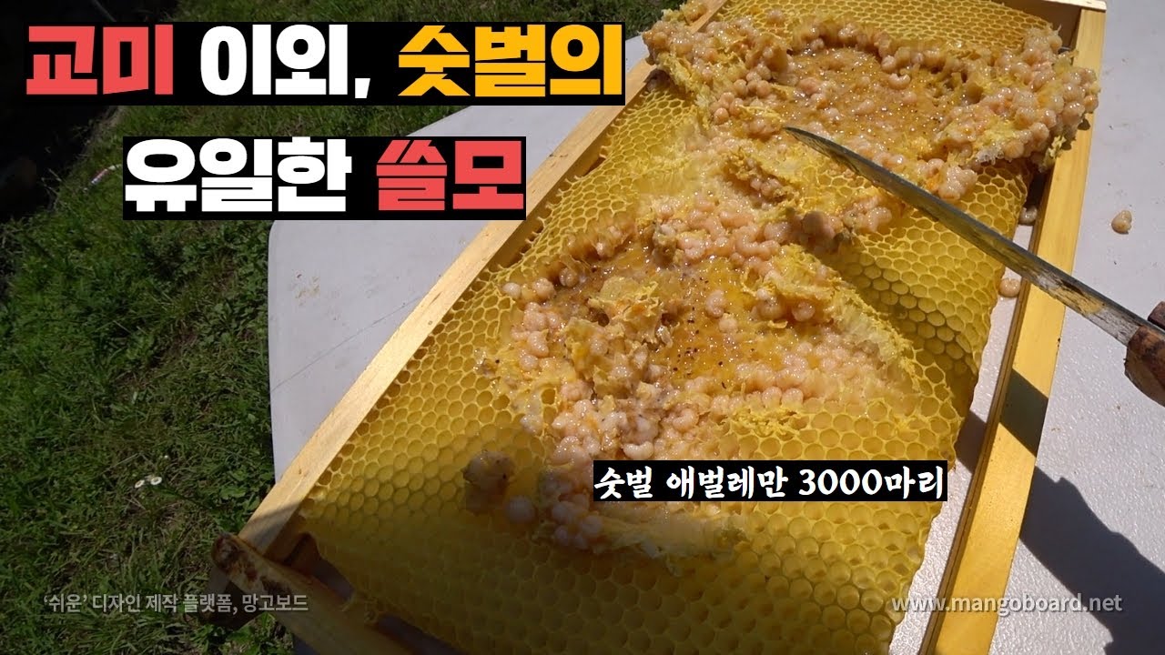 숫벌 3000마리 인위적으로 만들어서 꿀벌 빨아먹는 진드기 소탕하기