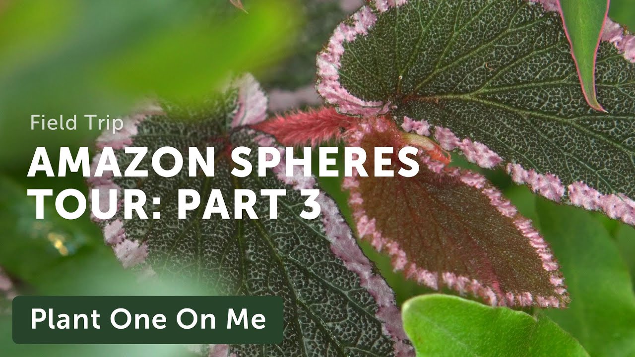 Amazon Spheres Tour: Part 3 — Ep 153