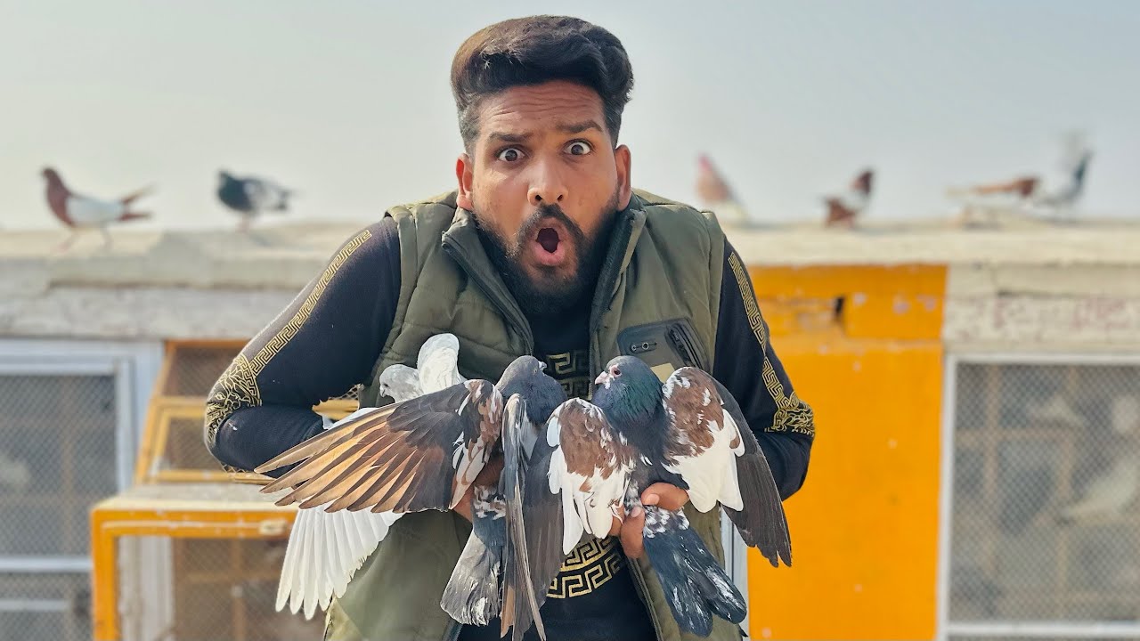 Aaj khokay walay 3 kabutaron ko open kar diya ya Kia hua 😱😳