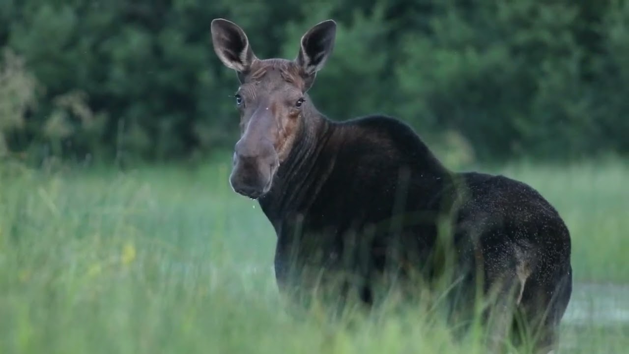The Allagash - Mini Documentary