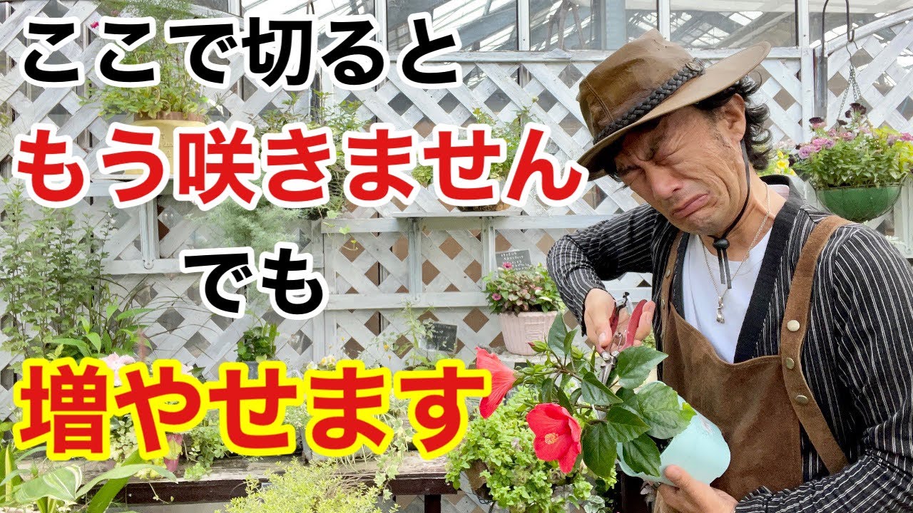 【ハイビスカスの挿し木】この場所の剪定と挿し木で増やせます　　　【カーメン君】【園芸】【ガーデニング】【初心者】