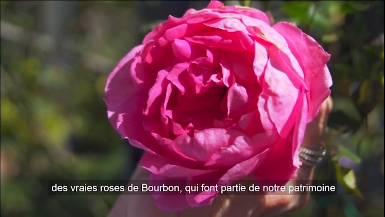 Lien social 2017 Ep 18 - Rose Bourbon Tour