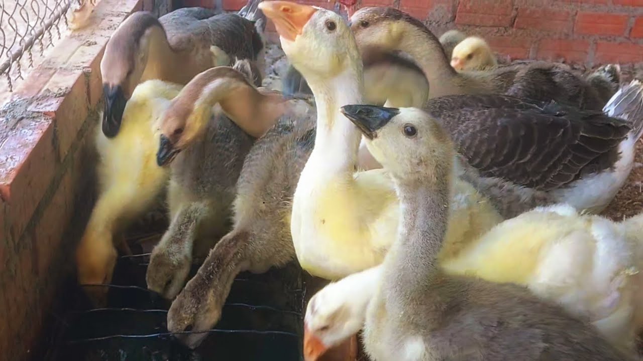Joyful Moments with Rural Farm Animals 🦢🐓