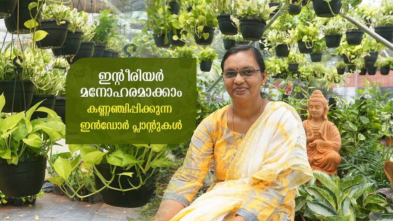 വീടിന്റെ അകത്തളങ്ങളില്‍ വളര്‍ത്താവുന്ന അലങ്കാരച്ചെടികള്‍