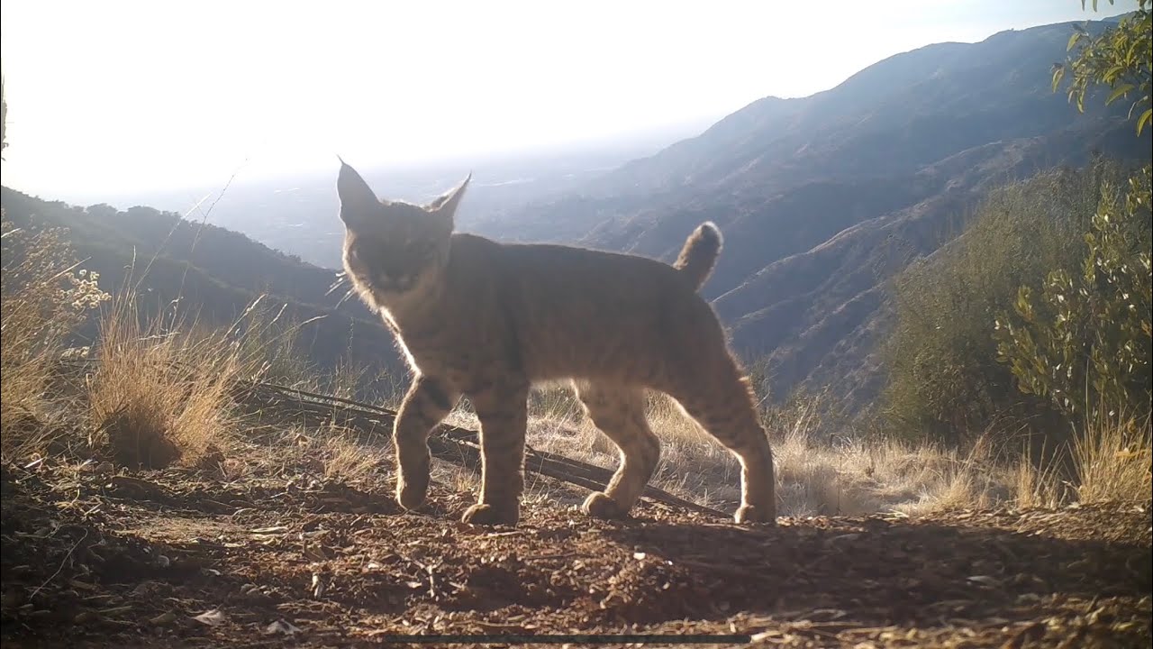 Living On The Edge In The Angeles National Forest