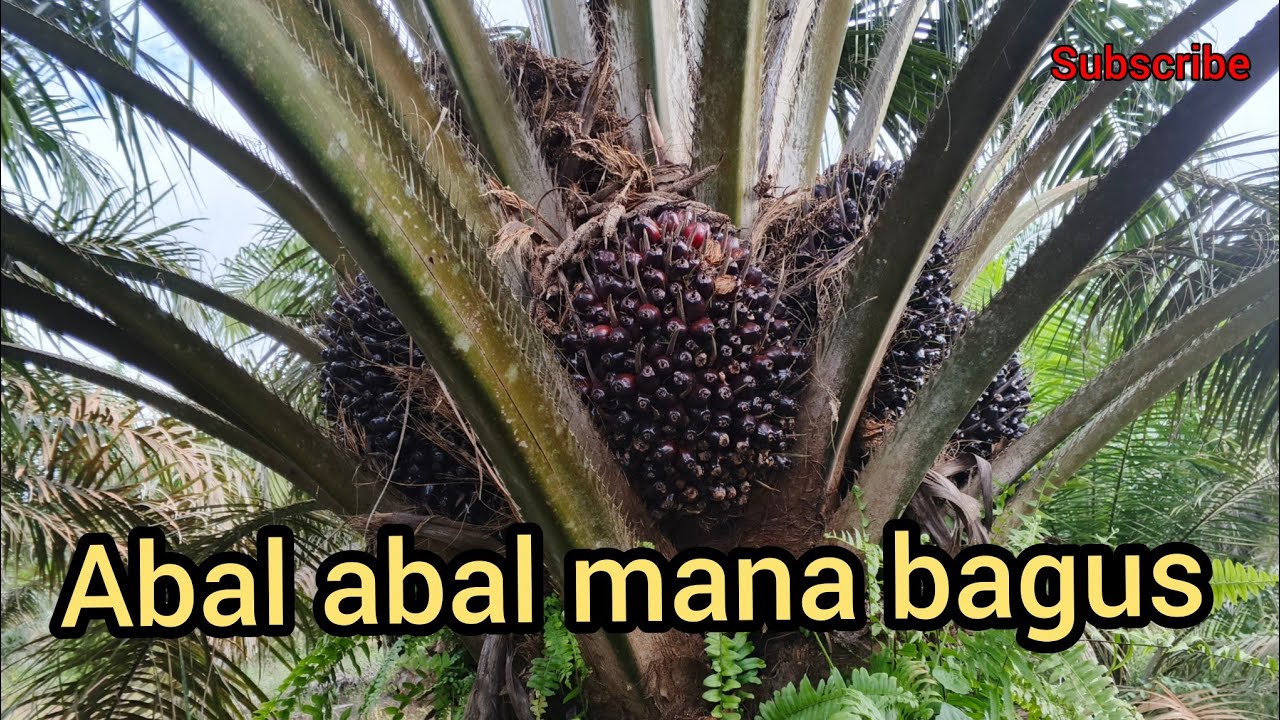 Cara agar Sawit Abal-abal buah ny super lebat