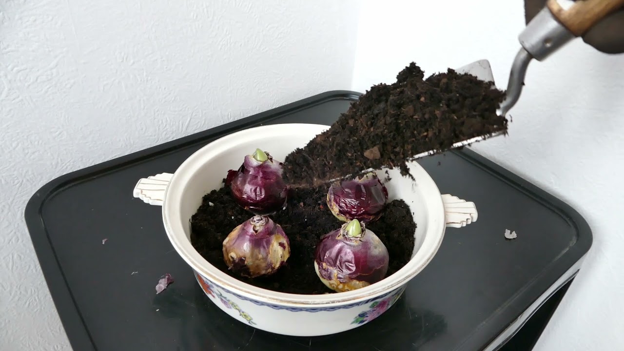 How To Force Hyacinth Bulbs