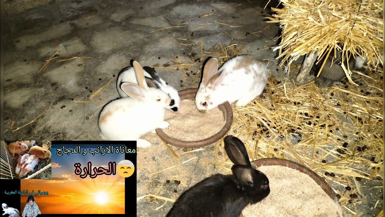 مشكل 😓😤الحرارة بالنسبة #الارانب و #الدجاج