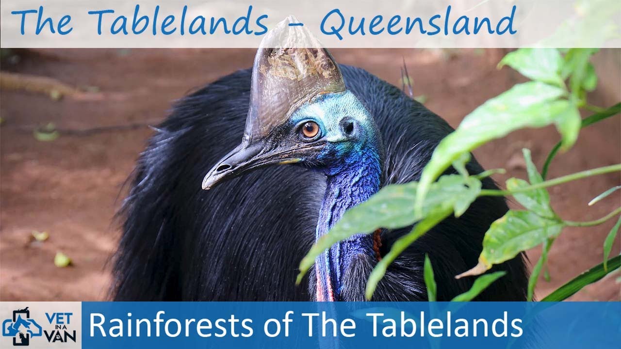 The Tablelands | Rainforests and Ancient Volcanoes