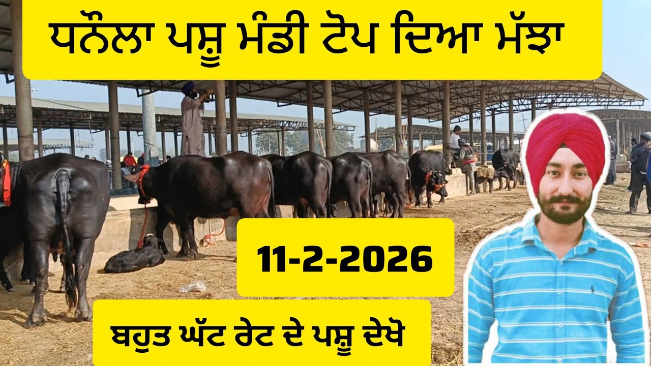 11 Feb 2026 Dhanaula Pashu Mandi | Aaj De Bhains te Cow De Rate