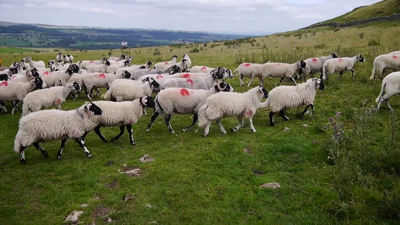 Sheep going through a gate, North Yorkshire moors