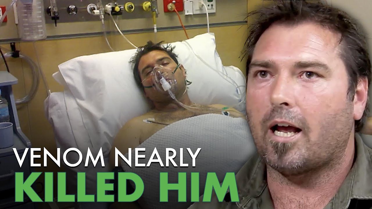Python Hunters Face Deadly King Brown in Australia | Python Hunters