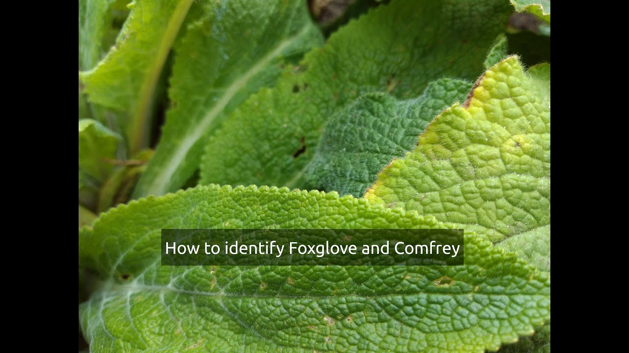 How to identify Foxglove (Digitalis) and Comfrey (Symphytum Orientale)