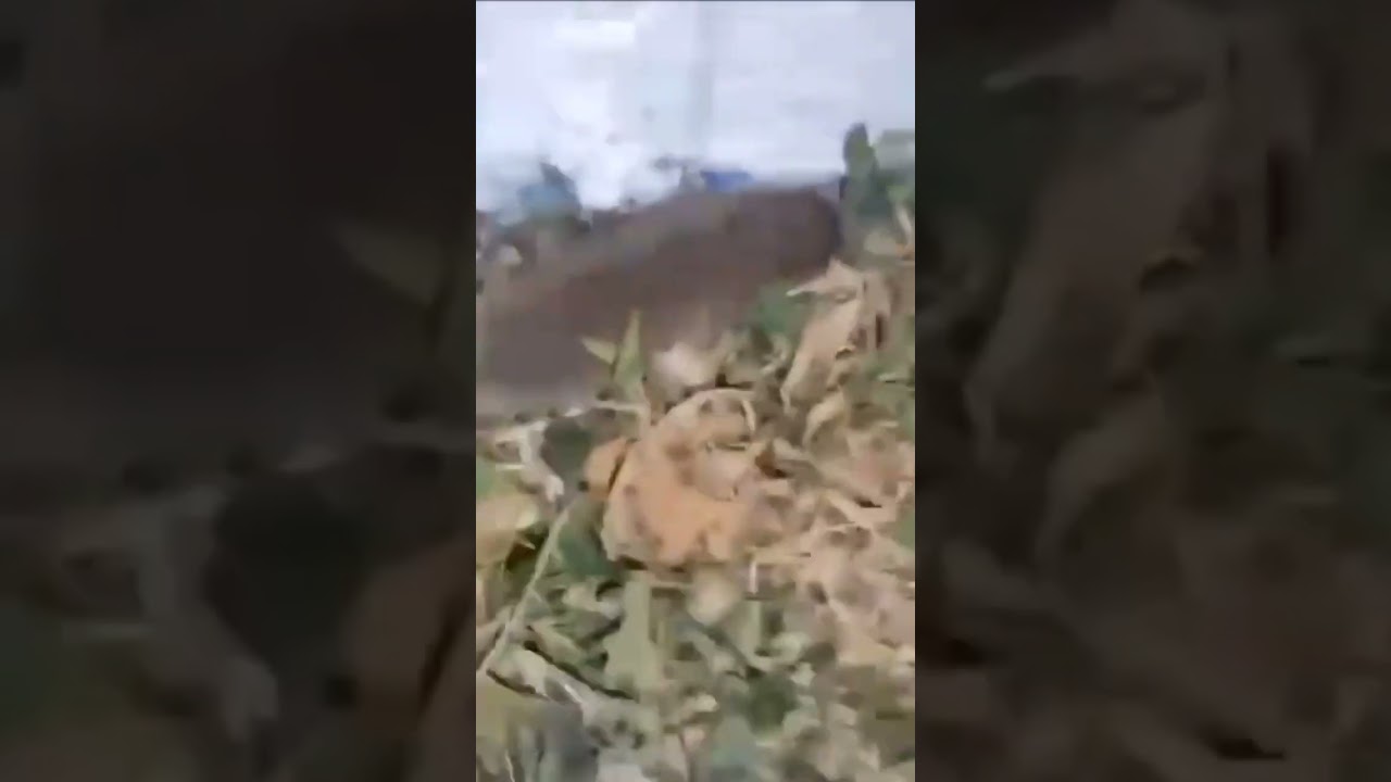 Mini bobr kurwa #топ #meme #бобркурва #бобер #япердоле