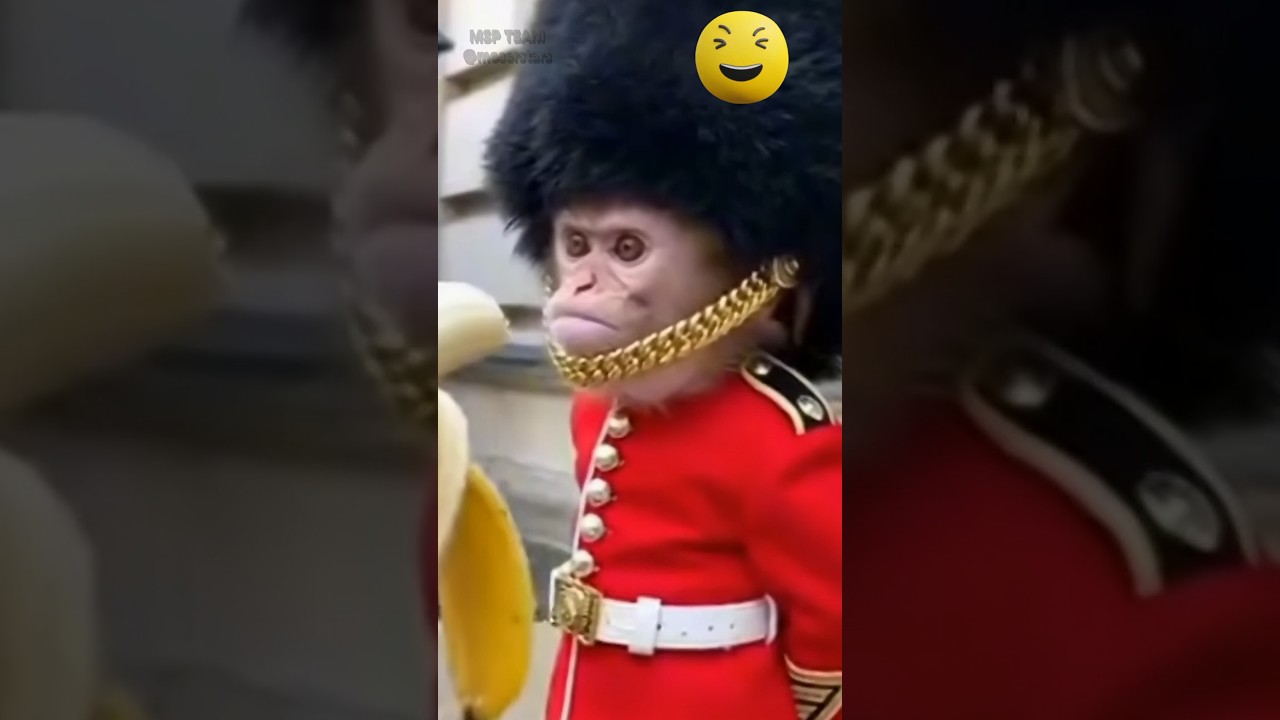 обезьяны рулят 🤣🤣🤣 monkey #monkey #funny #смешновидео #смешно #смешнойшортс #animals
