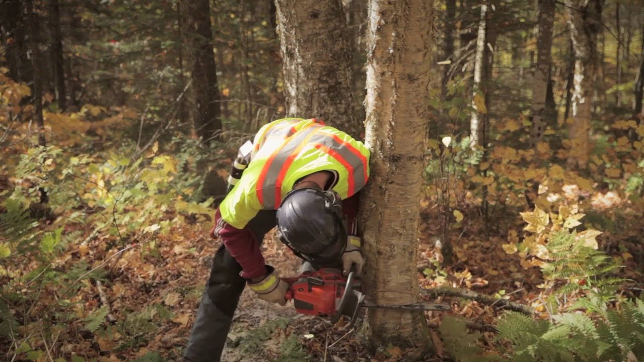 Formation en abattage manuel sécuritaire​