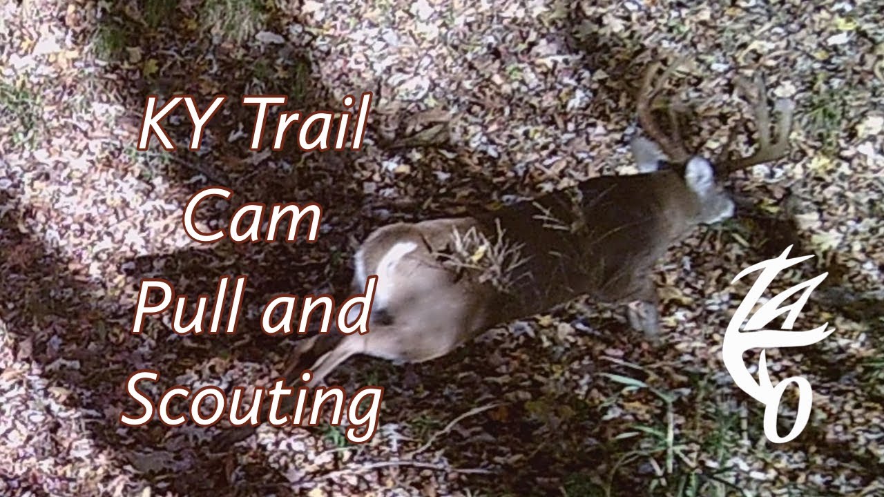 Kentucky Public Land Trail Camera Check and Post Season Scouting