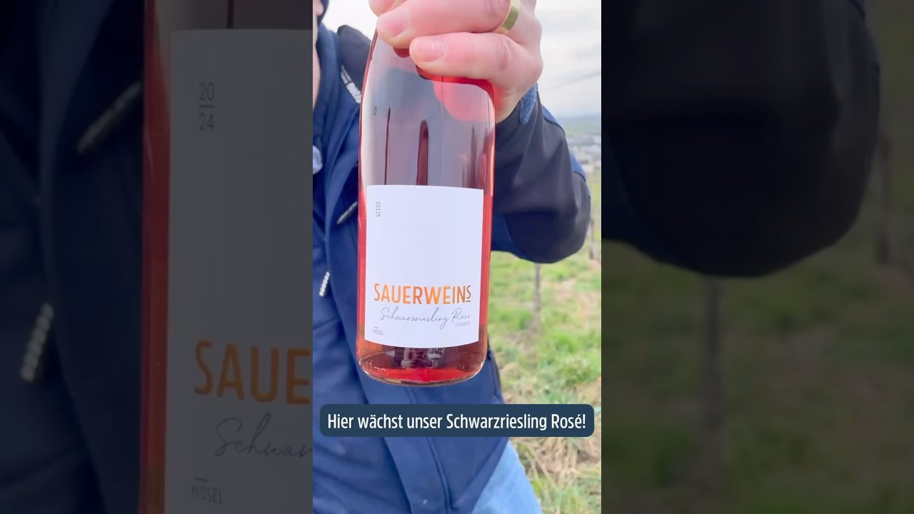 Hier w&auml;chst unser Schwarzriesling Ros&eacute;!
