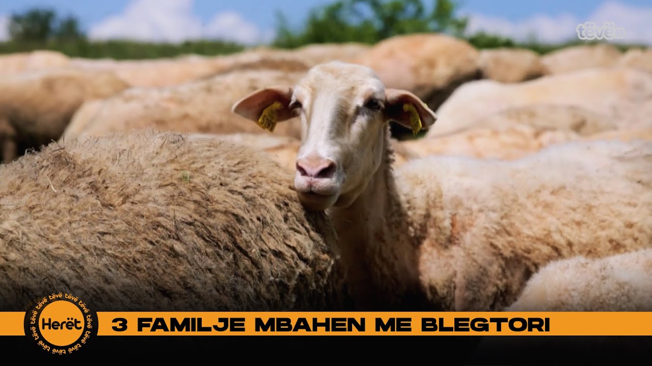 3 familje që mbahen me blegtori në Komogllavë