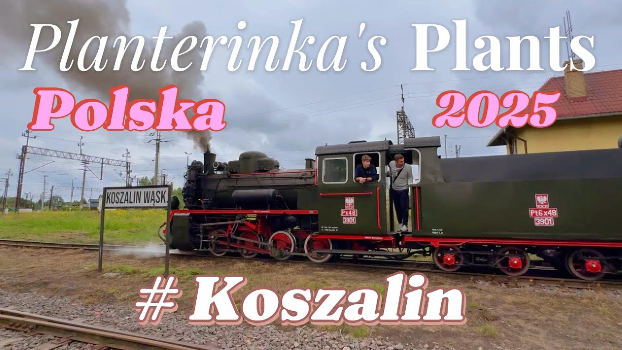Przystanek Koszalin | Polska 2025