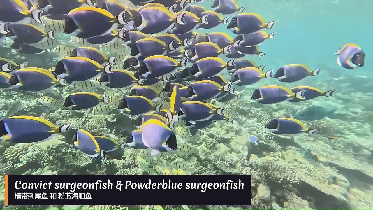 Vibrant marine life at Centara Grand, Machchafushi Maldives. Part 3/4