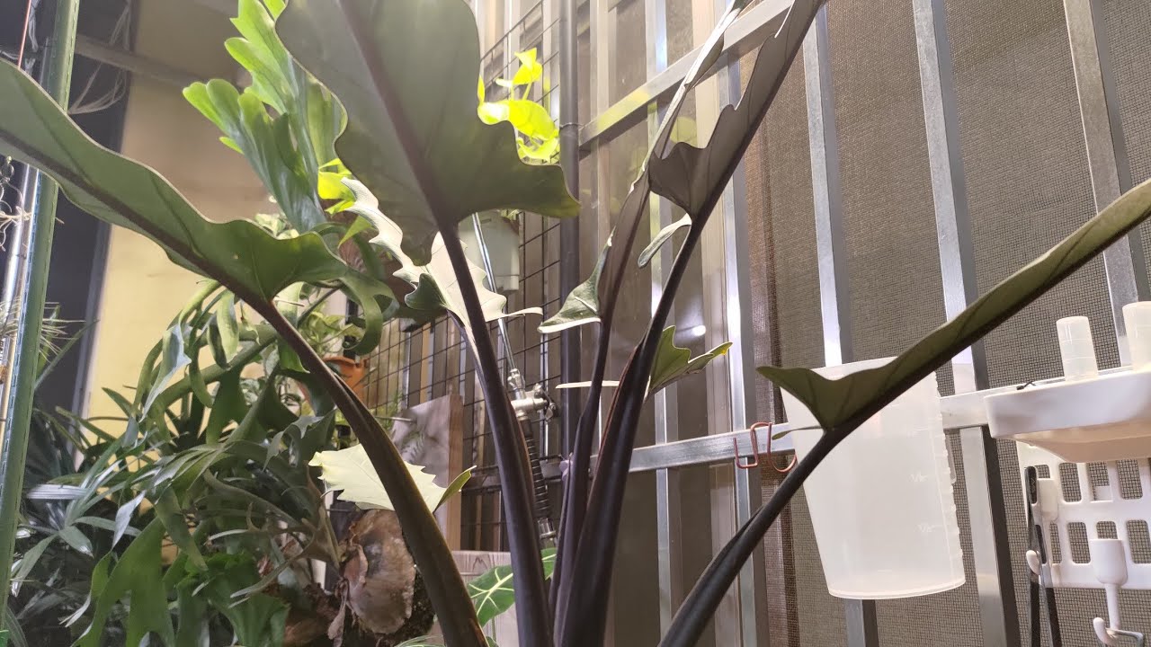 【植人補習班】「學會換盆不吃虧、學會換盆不上當」戢葉觀音蓮換盆紀錄！不用想、這篇沒有種植心得....