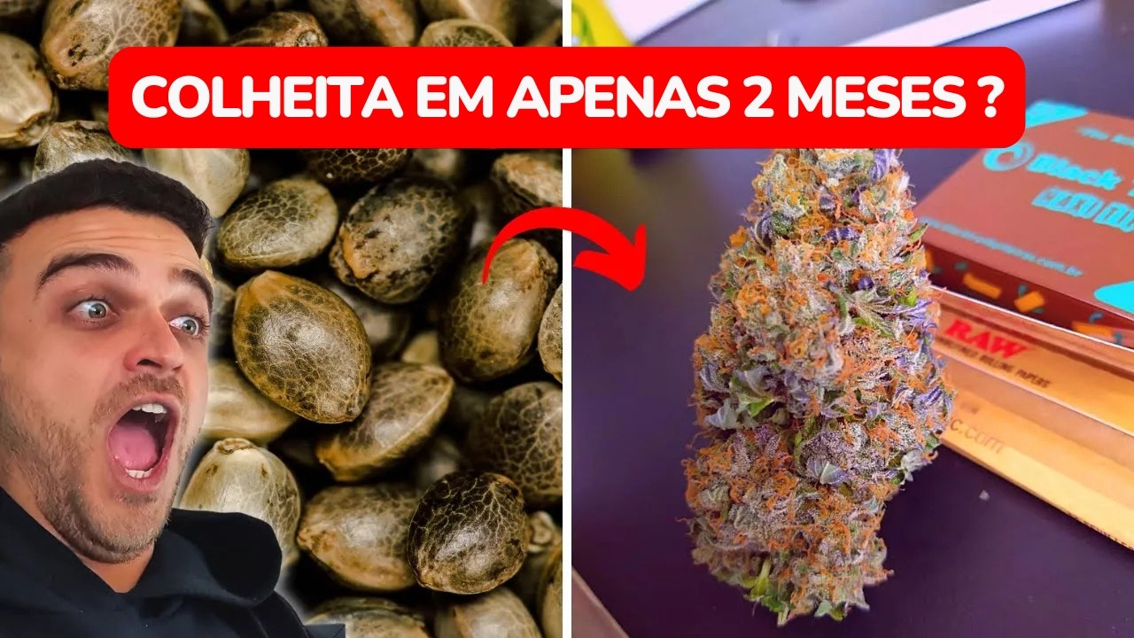 Vale a pena plantar autom&aacute;ticas no cultivo indoor