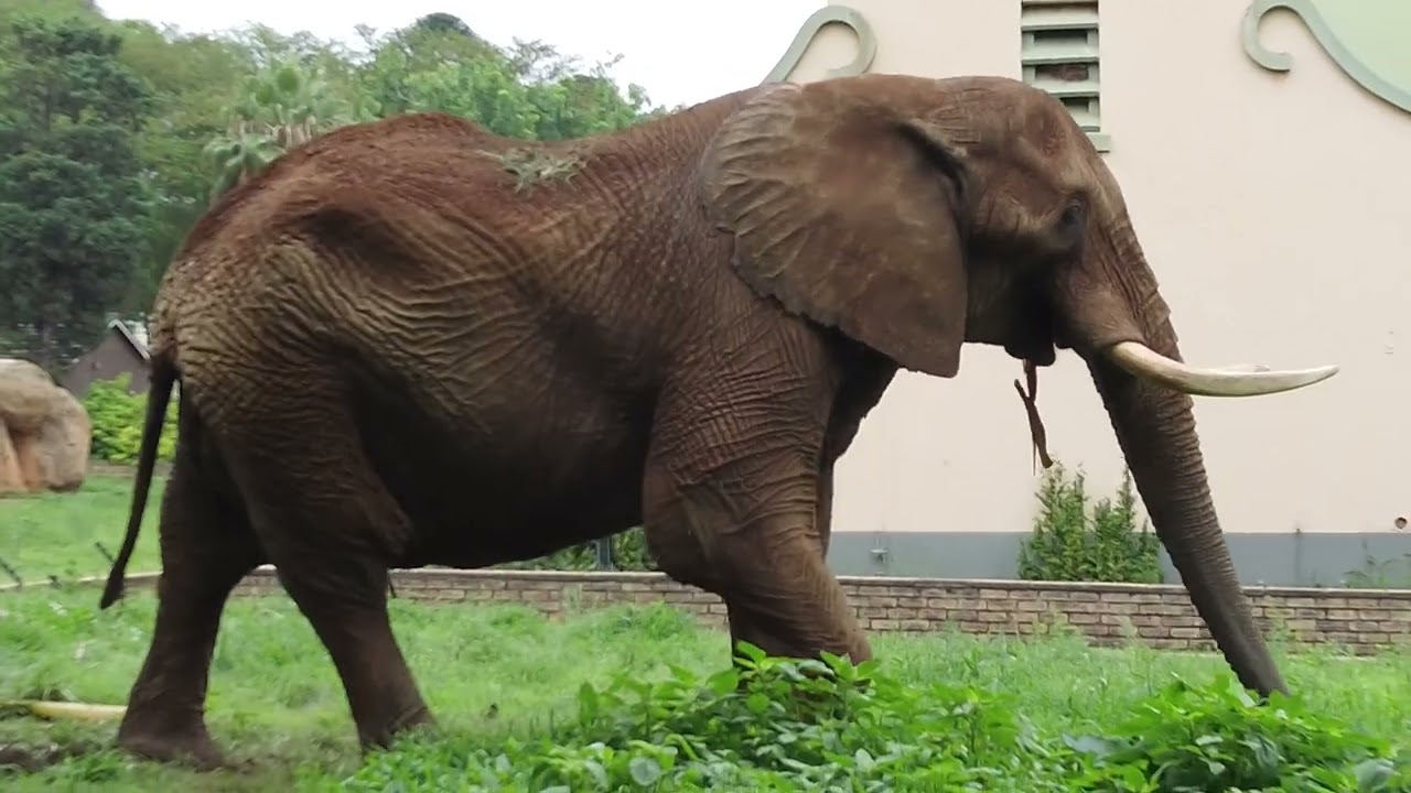 National Zoological Gardens of South Africa | Pretoria Zoo | South Africa 🇿🇦