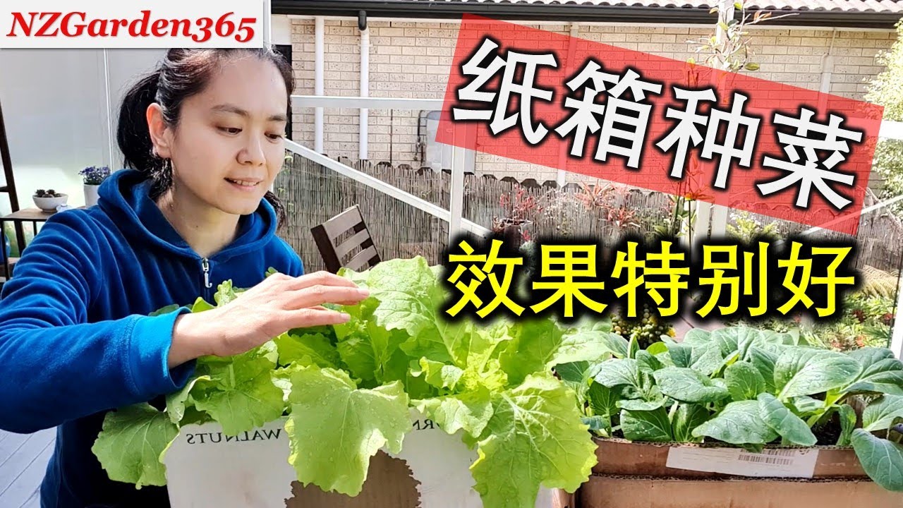 【种菜】用纸箱种菜，叶菜长得特别旺！再也不用买容器了！