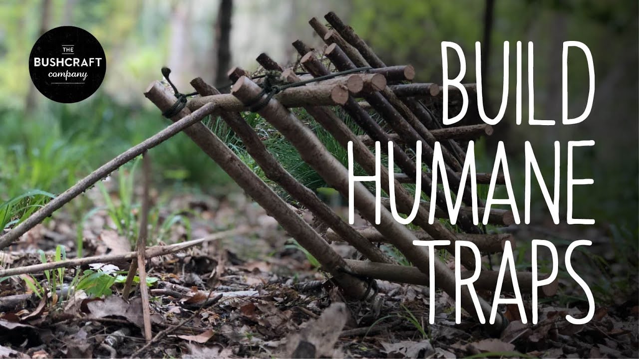 Bushcraft Kids: How to make a humane trap AT HOME