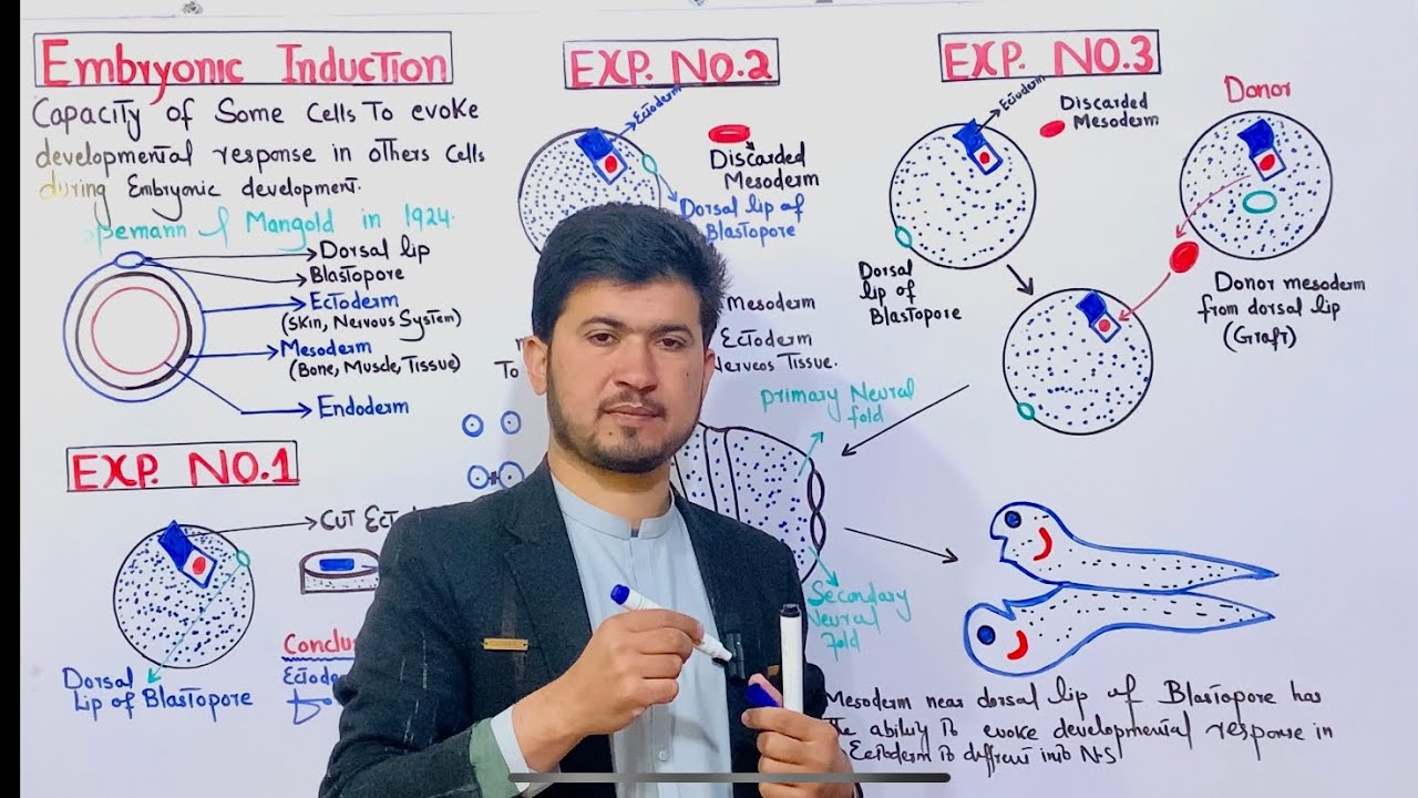 Embryonic Induction Class 12| Hans Spemann Experiment| Mechanism of cellular differentiation