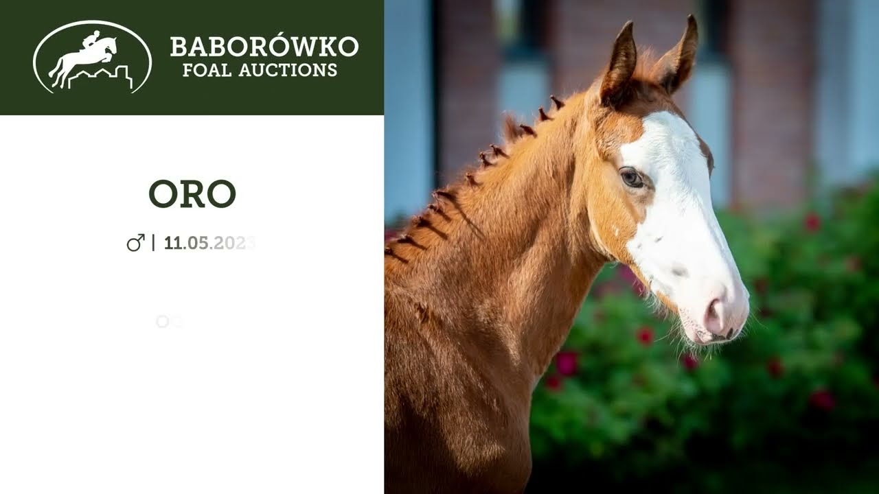 Baborówko Foal Auction 2023: Oro (Ogano x Ibisco xx)