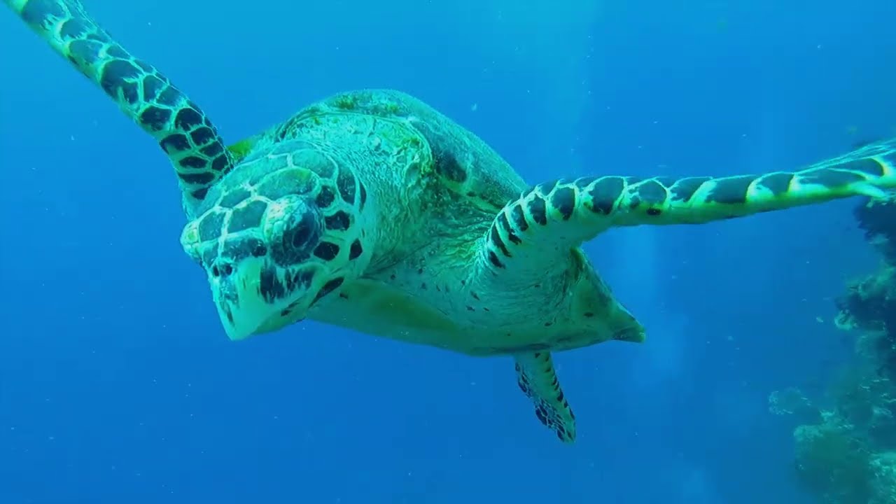 🇵🇭 Philippines, Bohol, Panglao . In Search of the Prince of Darkness 🦈 4К UHD 💥💫  AI  🐢