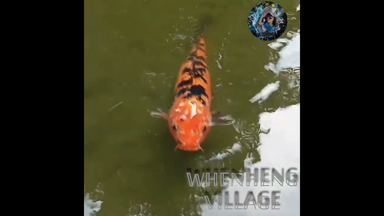 𝚆𝙷𝙴𝙽 𝙷𝙴𝙽𝙶 𝚅𝙸𝙻𝙻𝙰𝙶𝙴 || 𝙺𝙰𝙾𝙷𝚂𝙸𝚄𝙽𝙶