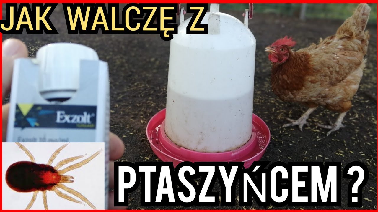 Walczę z PTASZYŃCEM 🐞! Jak to robię?