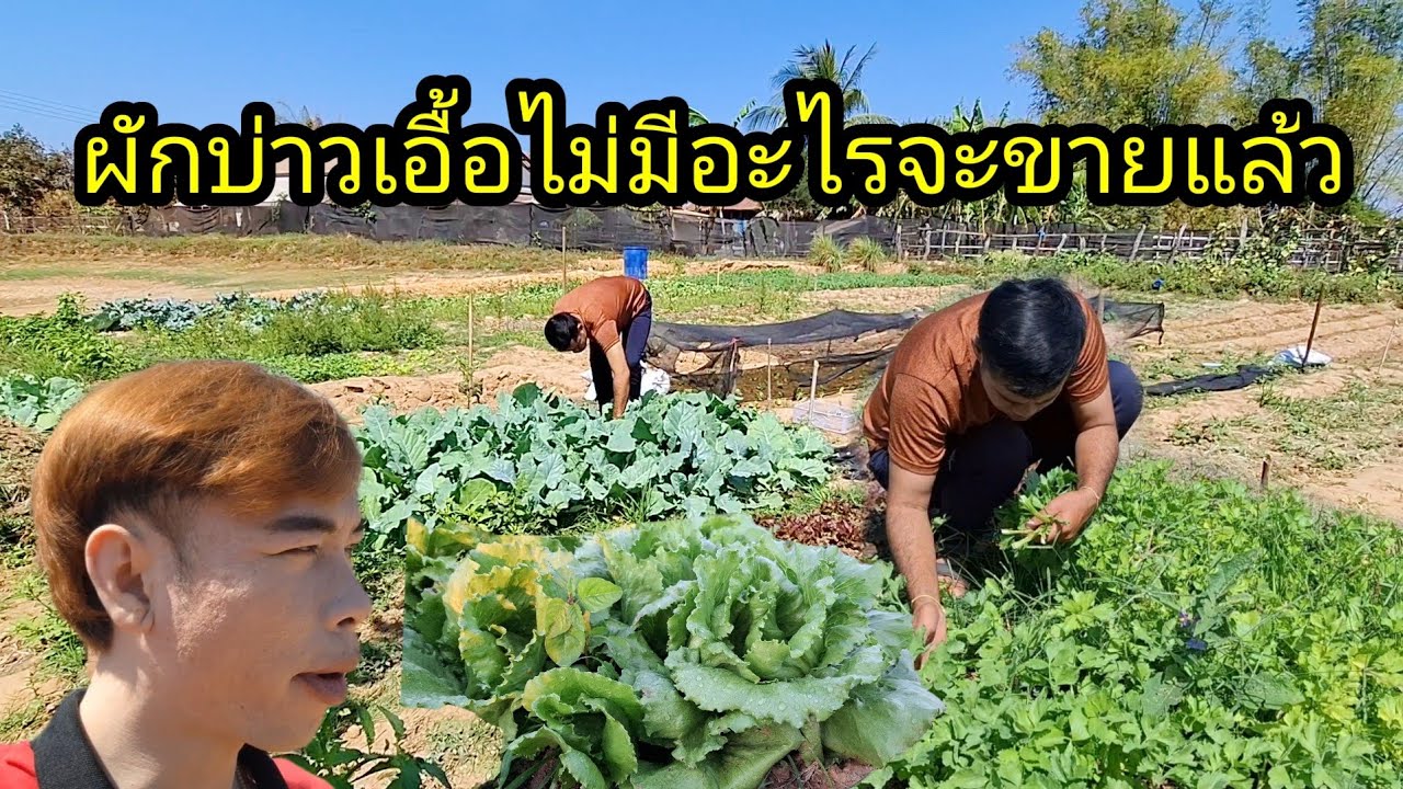 Ep: 1283 ผักสวนครัวบ่าวเอื้อขายดิบขายดี จนไม่มีอะไรจะขายแล้ว