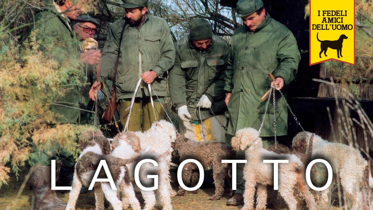 LAGOTTO ROMAGNOLO trailer documentario