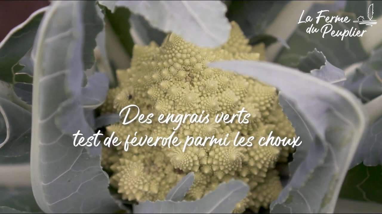 ENGRAIS VERTS - CULTURE DE CHOUX SUR FEVEROLE - 4/4