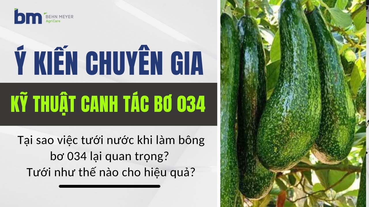 Tại sao việc tưới nước khi làm bông bơ 034 lại quan trọng? |Ý KIẾN CHUYÊN GIA| Bơ 034 P2