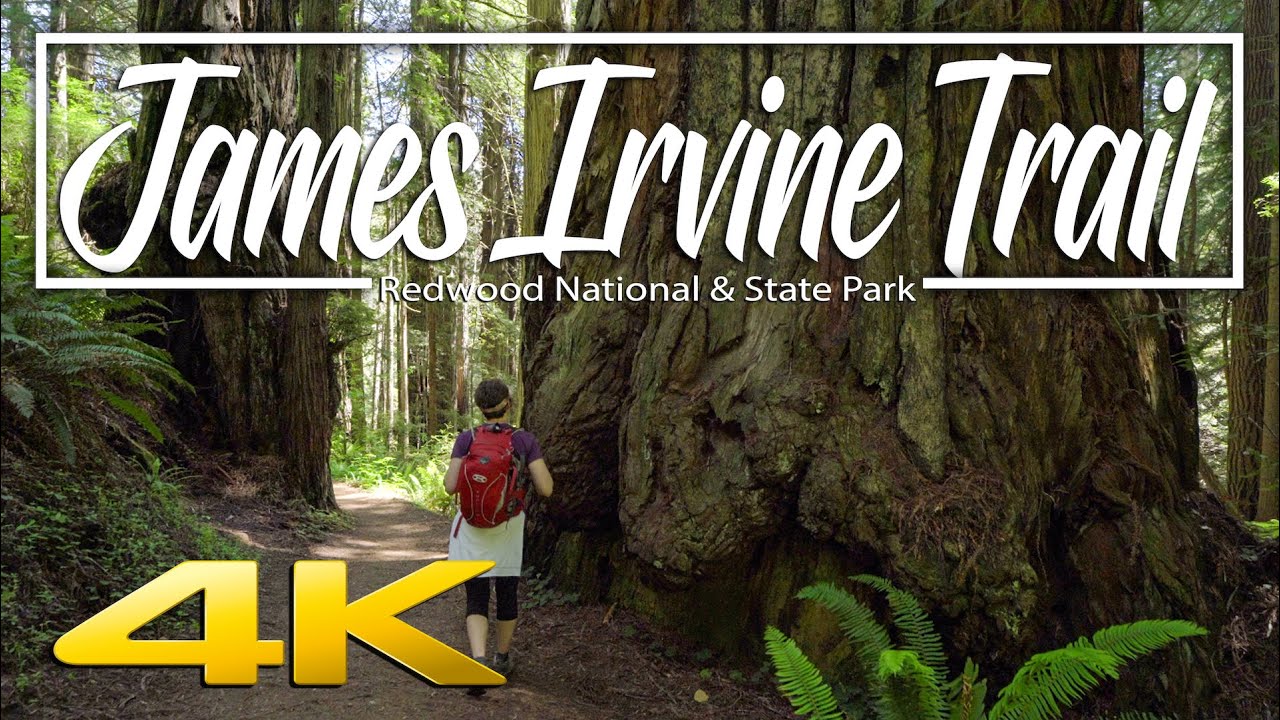 Redwood National Park virtual walk 4K | James Irvine Trail and Fern Canyon