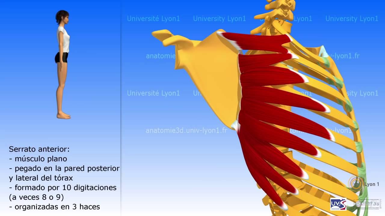 El serrato anterior