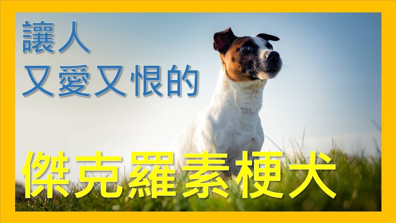 傑克羅素（Jack Russell Terrier）：活潑聰明的小型獵犬種 犬種介紹