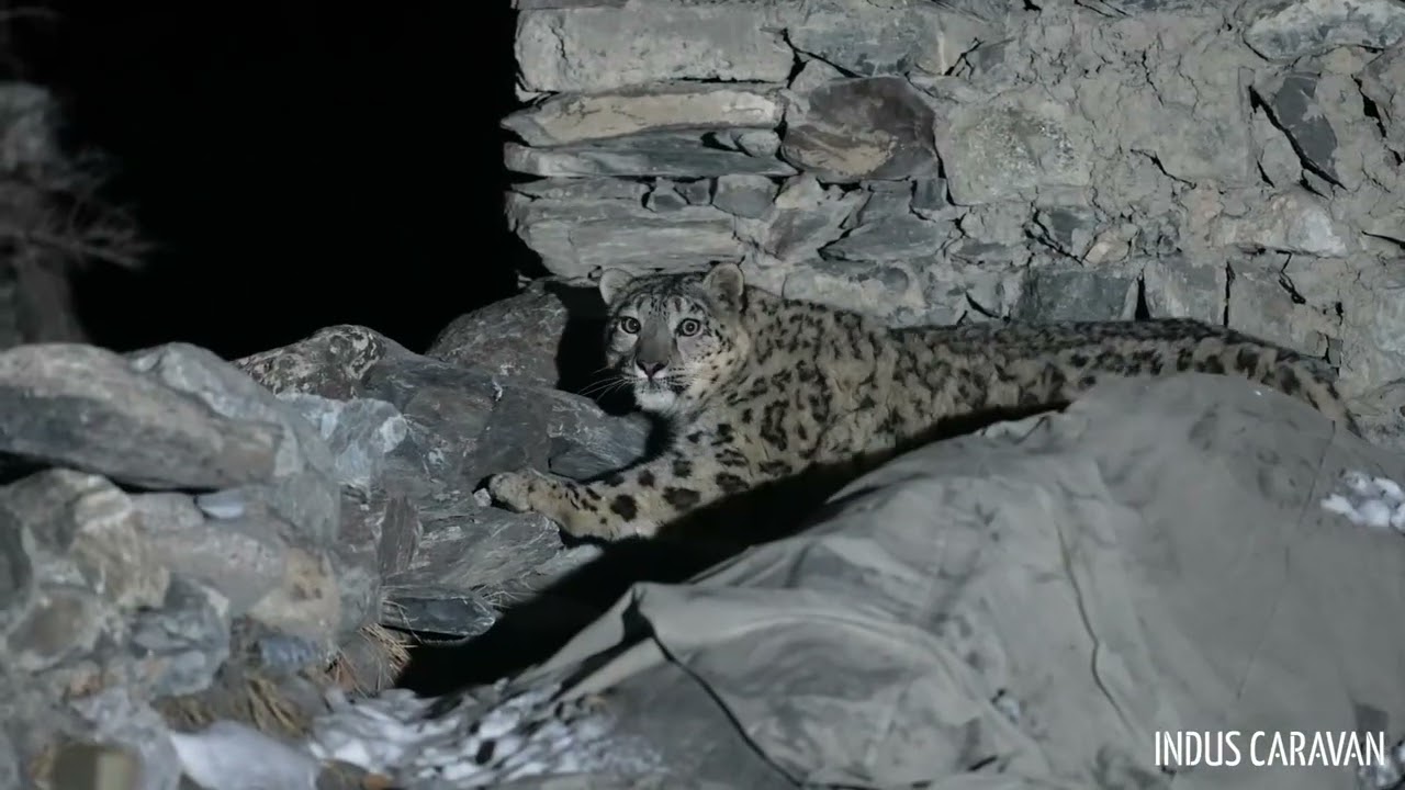Snow Leopard Returns to its Prey in the Village Corral / 家畜小屋にもどってきたユキヒョウの親子│西遊旅行