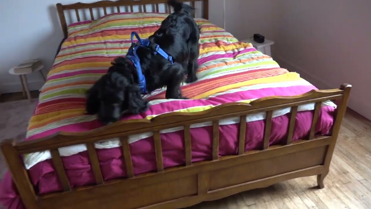 La détection canine de punaises de lit par Rappeur, chien détecteur de punaises de lit chez Bioneo