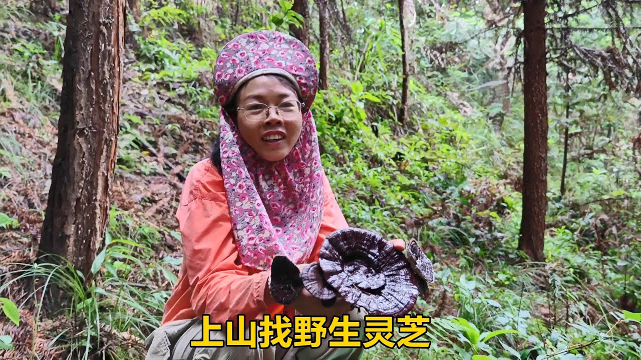 夫妻倆上山找野生靈芝，三嫂秒變靈芝有緣人，又是收穫滿滿的一天【農人家三嫂】