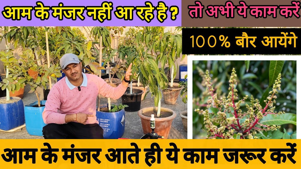   आम के पौधों में बौर कैसे लाएं सीक्रेट टिप्स | Mango Plant Care Tips Before Flowering 