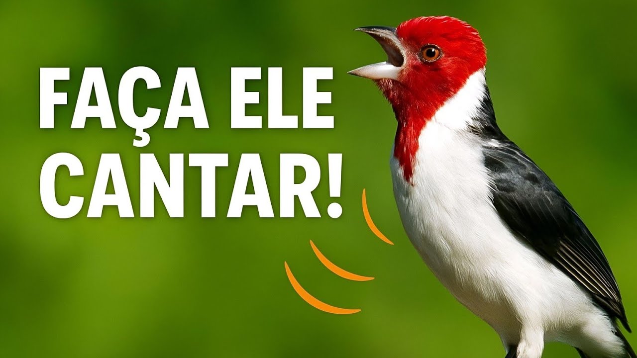 “O Melhor Canto Açoite do Galo de Campina – Estímulo Rápido✅INSCREVA-SE E AJUDE O CANAL 🔔