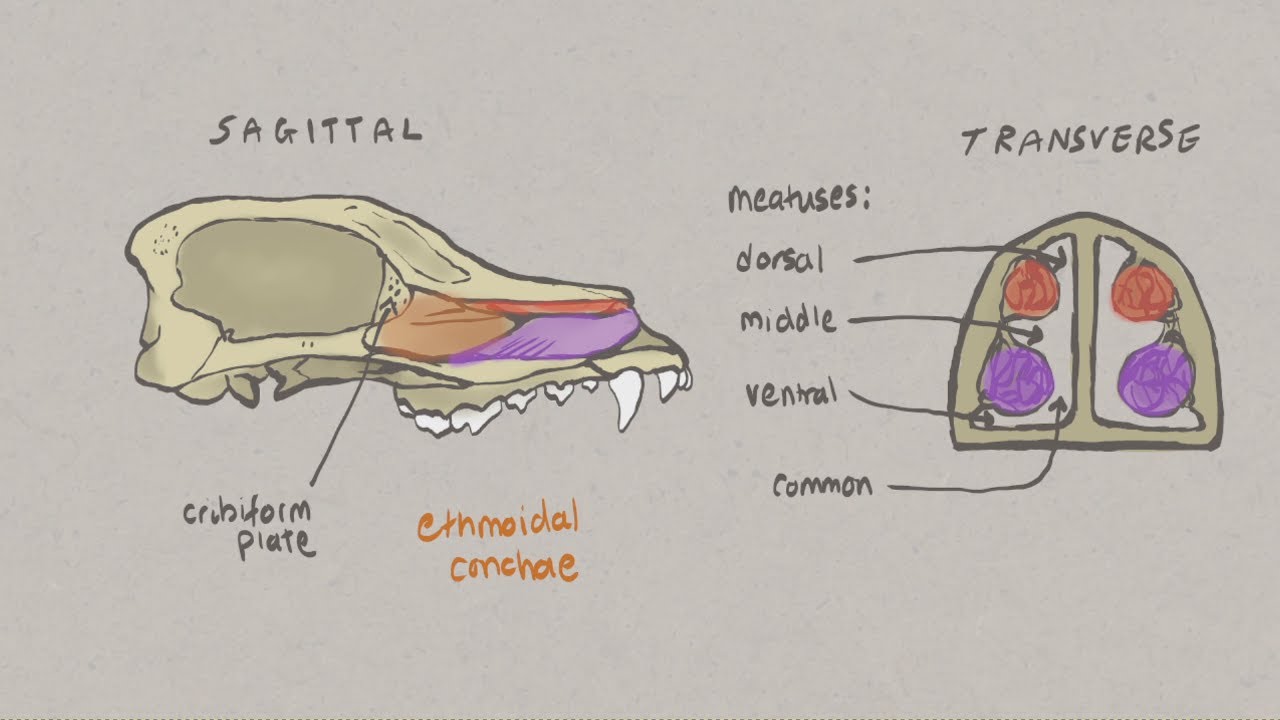 VNatomy - Canine Skull 3 - Nasal chambers, palate and mandible