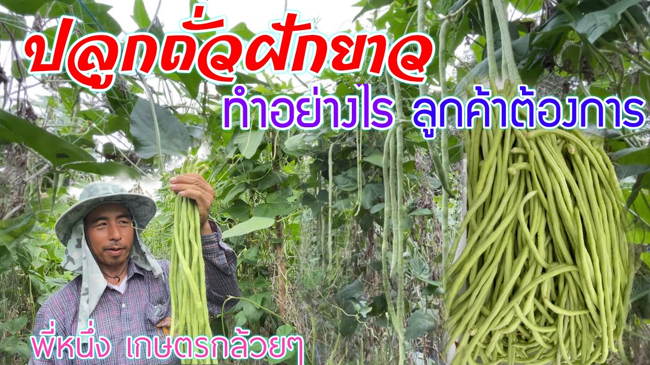 ปลูกถั่วฝักยาว ดูแลถั่วฝักยาวอย่างไร ไม่พอขาย มีเคล็ดลับดีๆมาบอก | เกษตรสร้างรายได้ | บ่าวยุทธพาจ้วด